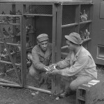 US Army Carrier Pigeon Training at Seneca, 1943- 1944